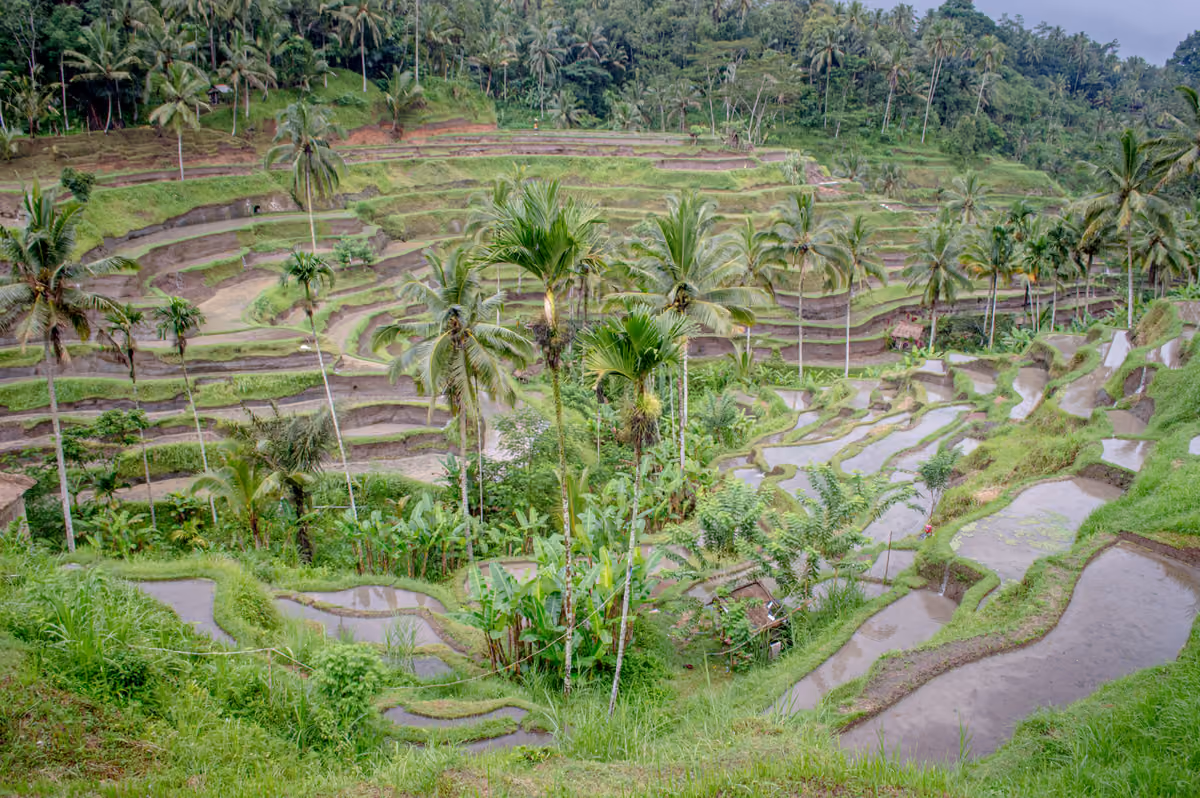 Flooded rice terraces stepping down a valley near Ubud, with tall coconut palms and banana plants between them