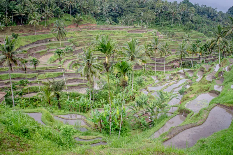Flooded rice terraces stepping down a valley near Ubud, with tall coconut palms and banana plants between them